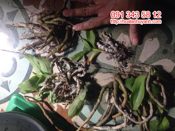 hàng rừng trầm lào 1 hàng rừng trầm lào 1