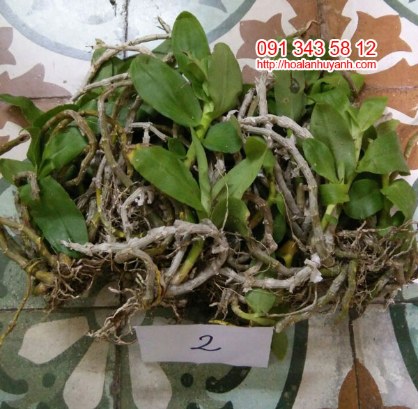 hàng rừng trầm lào 2 hàng rừng trầm lào 2
