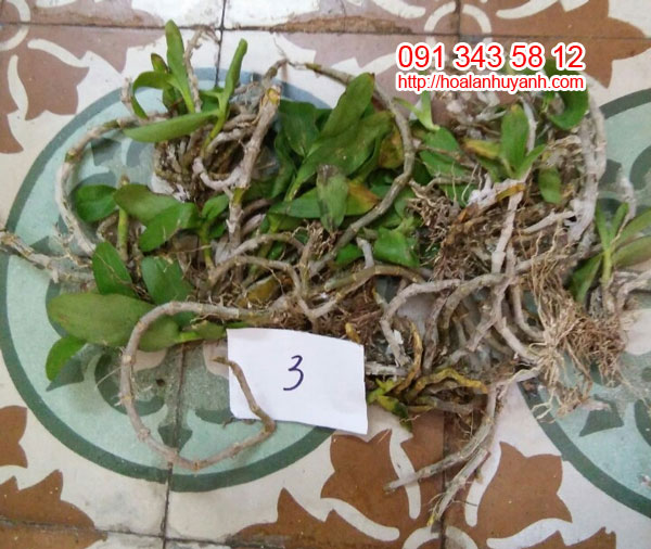 hàng rừng trầm lào 3 hàng rừng trầm lào 3