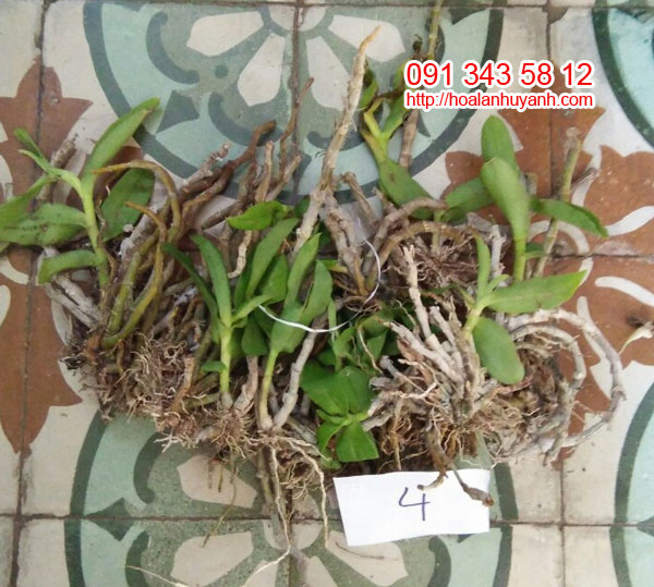 hàng rừng trầm lào 4 hàng rừng trầm lào 4