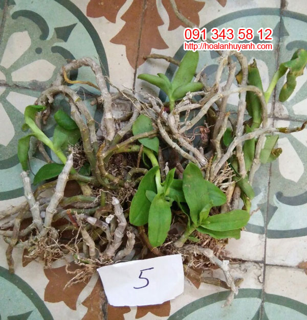 hàng rừng trầm lào 5 hàng rừng trầm lào 5