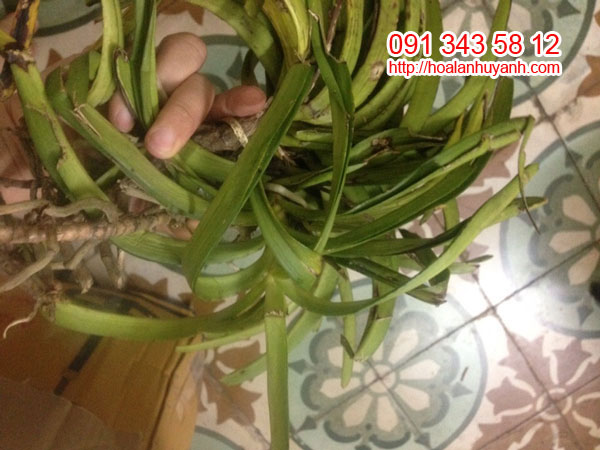 hải yến 1 hải yến 1
