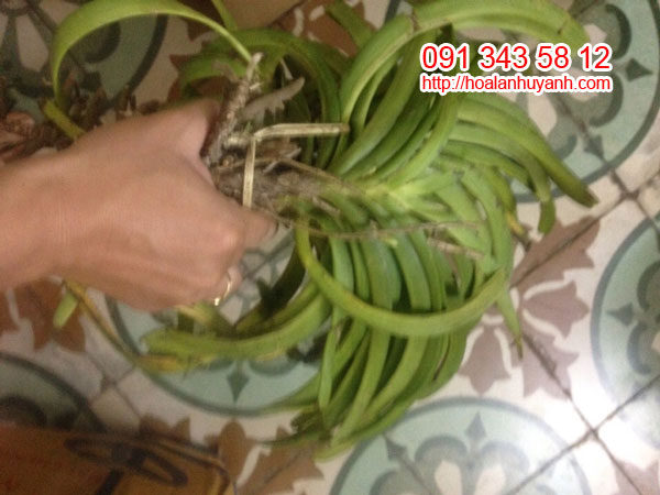 hải yến 2 hải yến 2