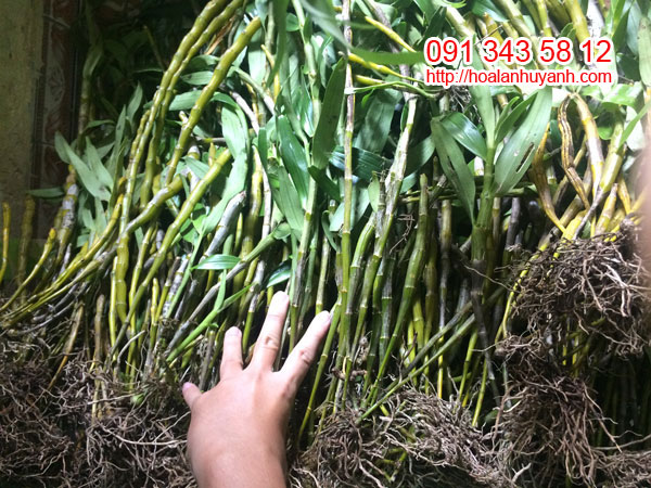 lan rừng đ&ugrave;i g&agrave;