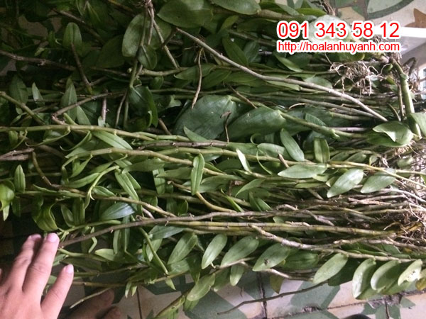 lan rừng hạc vỹ 