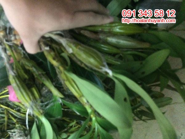 lan rừng ho&agrave;ng lạp