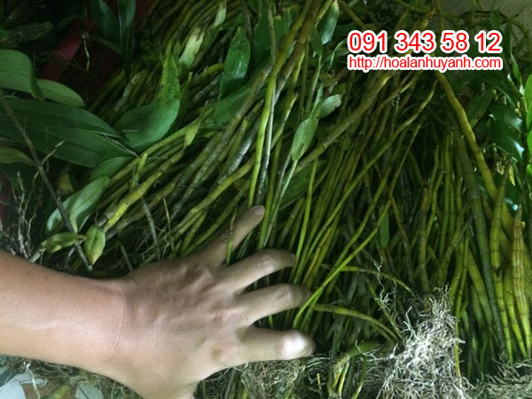 lan rừng ngọc thạch 