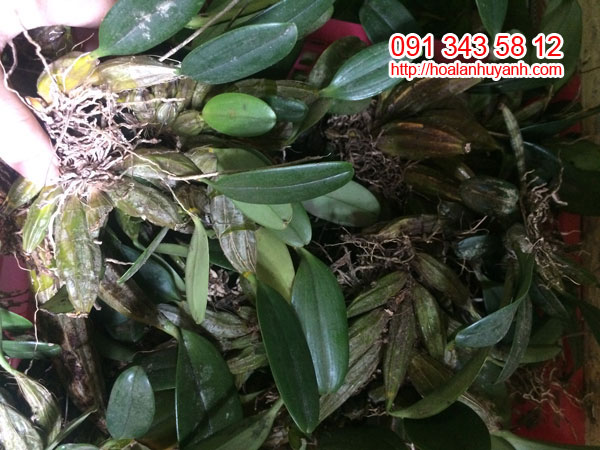 lan rừng vẩy rồng