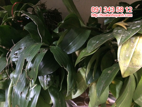 lan kiều hồng và kiều mỡ gà 1 lan kiều hồng và kiều mỡ gà 1