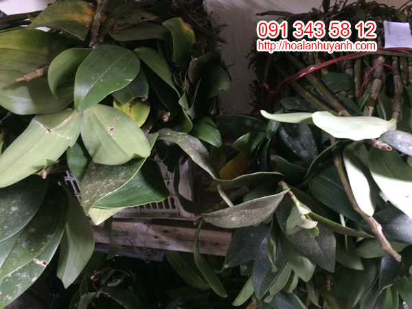 lan kiều hồng và kiều mỡ gà 2 lan kiều hồng và kiều mỡ gà 2