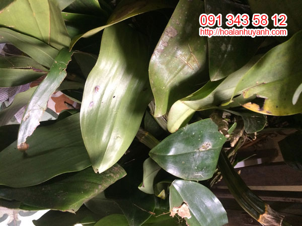 lan kiều hồng và kiều mỡ gà 3 lan kiều hồng và kiều mỡ gà 3