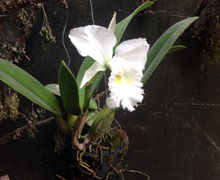 Cát trắng tuyền