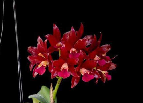 Cattleya loại mini 2 lá bông thành chùm màu đỏ 