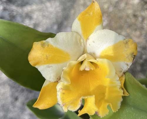 Cattleya loại 2 lá hoa vàng sọc trắng 