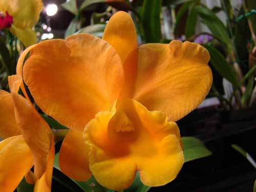 Cattleya loại 2 lá đơn màu hoa vàng cam