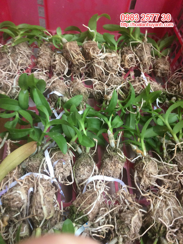 Cây trắng mũi hồng hàng gieo hạt Cây trắng mũi hồng hàng gieo hạt