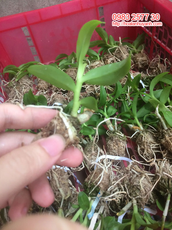 phi điệp trắng mũi hồng phi điệp trắng mũi hồng