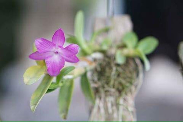 hoa trầm 6 c&aacute;nh