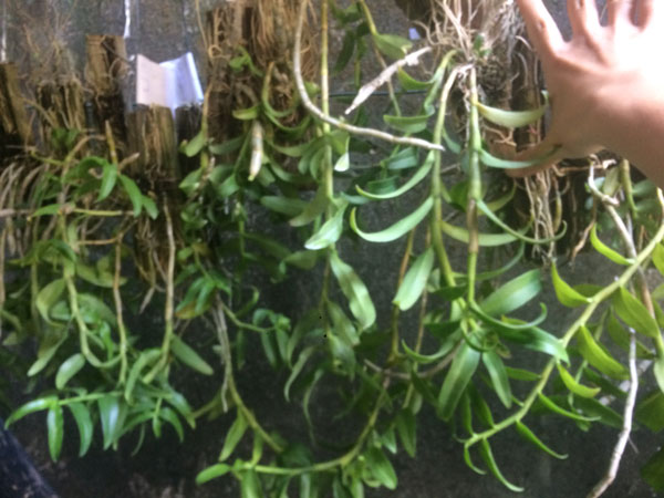 tiểu bạch long ghép bảng gỗ tiểu bạch long ghép bảng gỗ