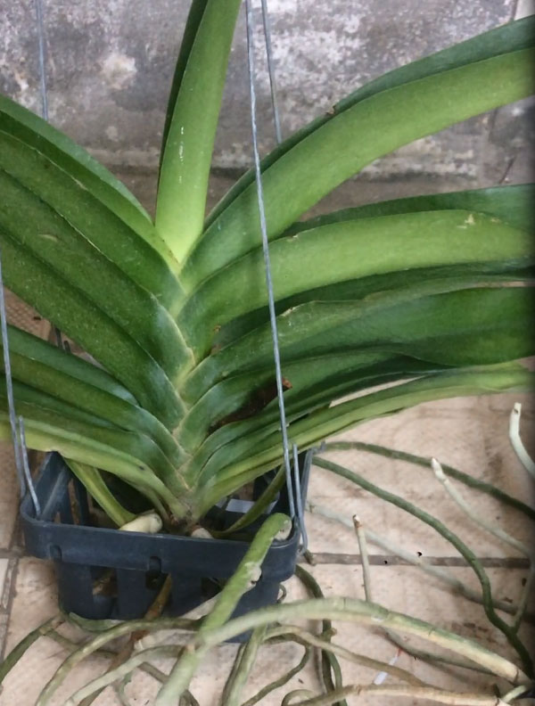giáng hương hồng hình thực tế giáng hương hồng hình thực tế