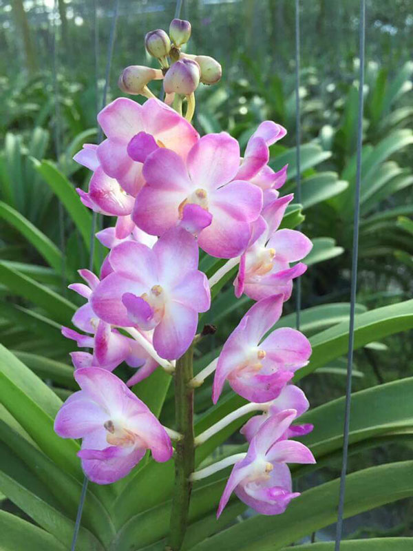 hình giáng hương hồng khi căng hình giáng hương hồng khi căng