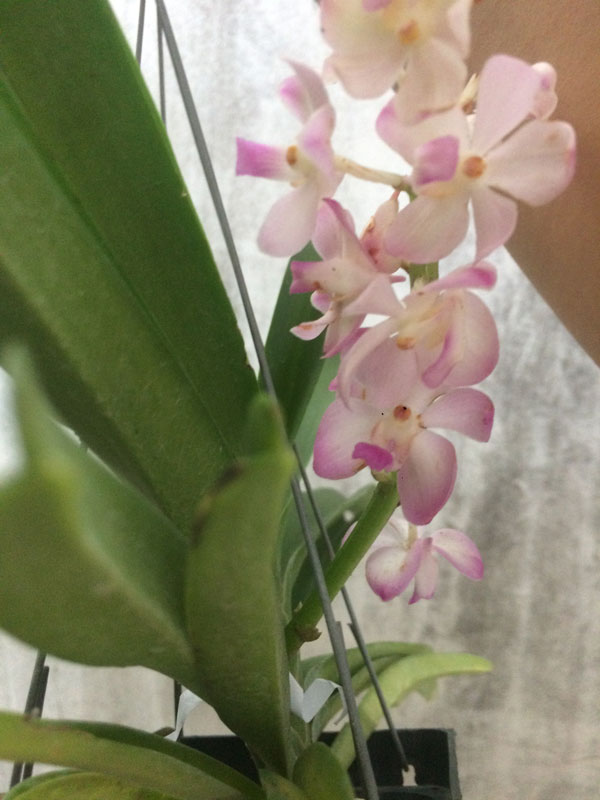 cây hoa bền, nở rất lâu - bông này là khi hoa sắp tàn cây hoa bền, nở rất lâu - bông này là khi hoa sắp tàn