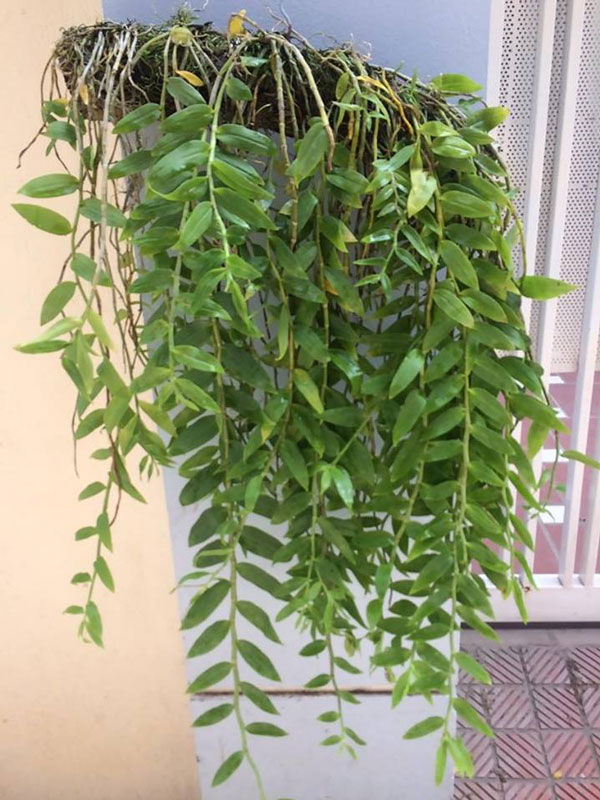giò hạc vỹ thuần 2 giò hạc vỹ thuần 2