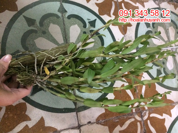 hoàng thảo hoa xanh 2 hoàng thảo hoa xanh 2