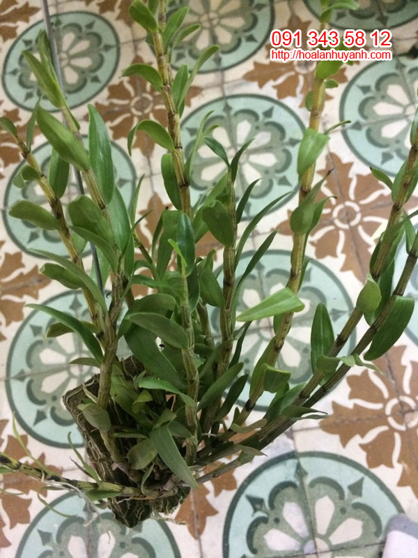 hoàng thảo hoa xanh 3 hoàng thảo hoa xanh 3