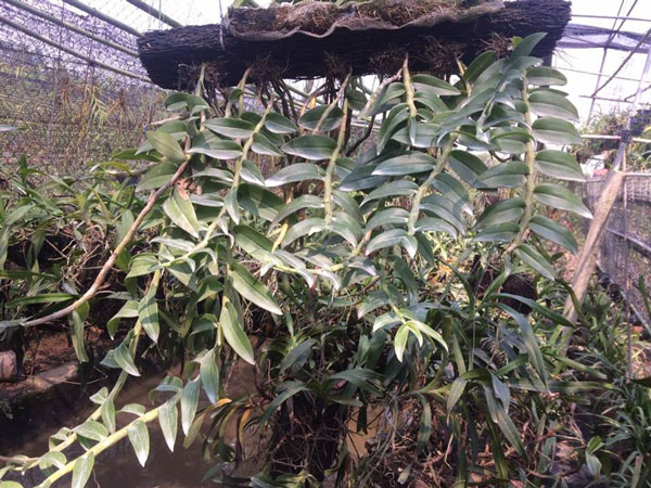 long tu thuần 1 long tu thuần 1