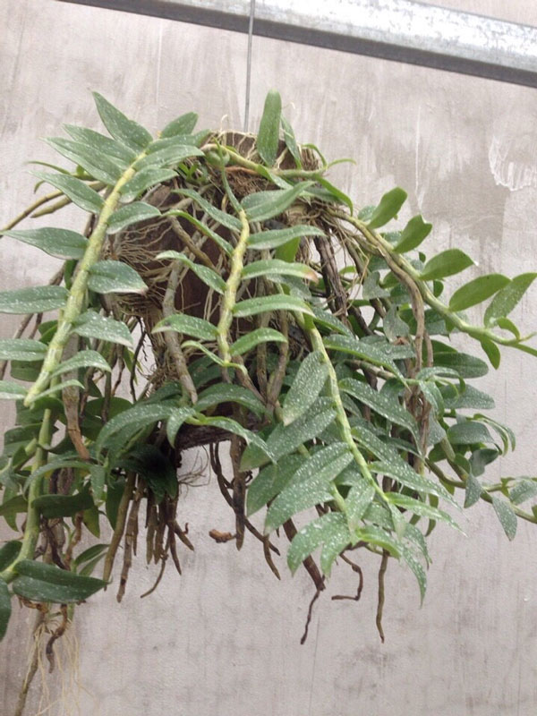 long tu thuần 2 long tu thuần 2