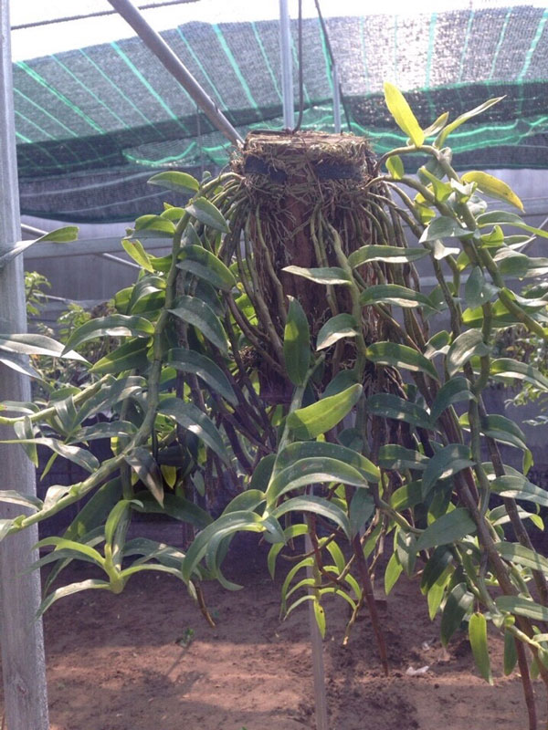 long tu thuần 3 long tu thuần 3