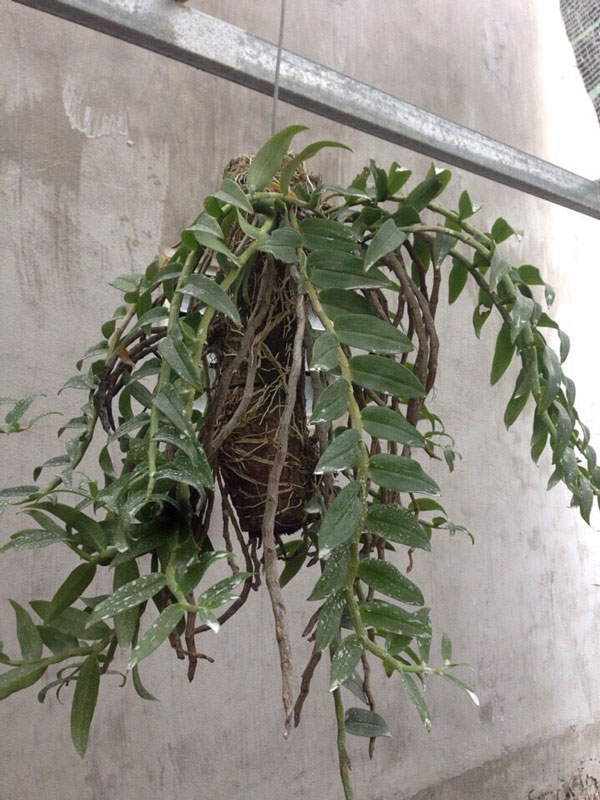 long tu thuần 5 long tu thuần 5