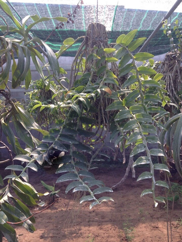 long tu thuần 2 long tu thuần 6