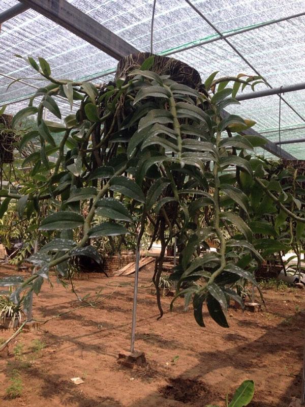 long tu thuần 7 long tu thuần 7