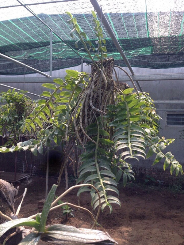 long tu thuần 8 long tu thuần 8