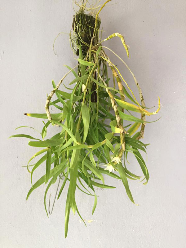 thập hoa trắng 2