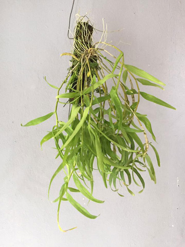 thập hoa trắng 3 thập hoa trắng 3
