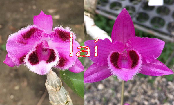 trầm 6 mắt lai trầm đỏ 1 trầm 6 mắt lai trầm đỏ 1
