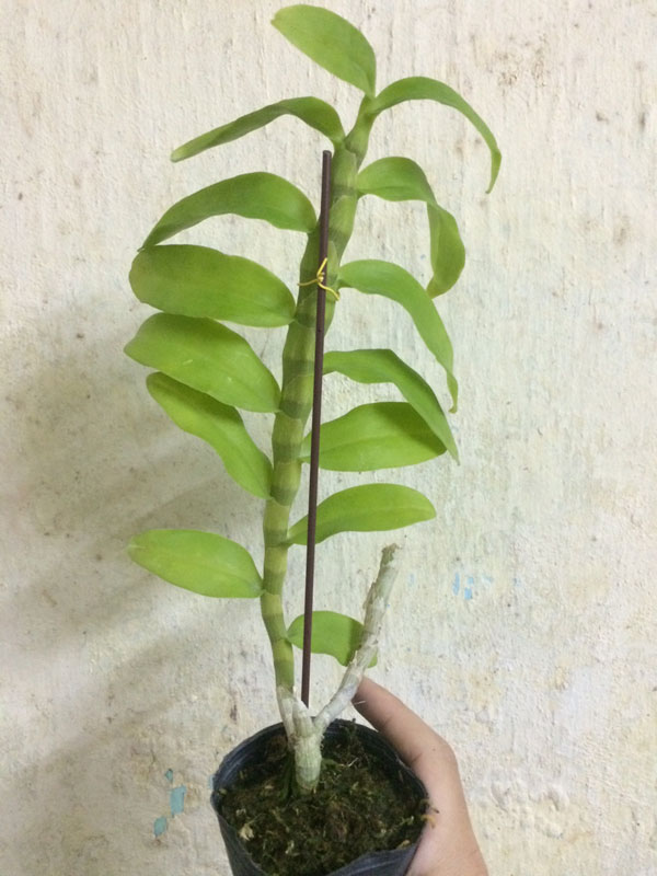 trầm 6 mắt lai trầm đỏ 2 trầm 6 mắt lai trầm đỏ 2