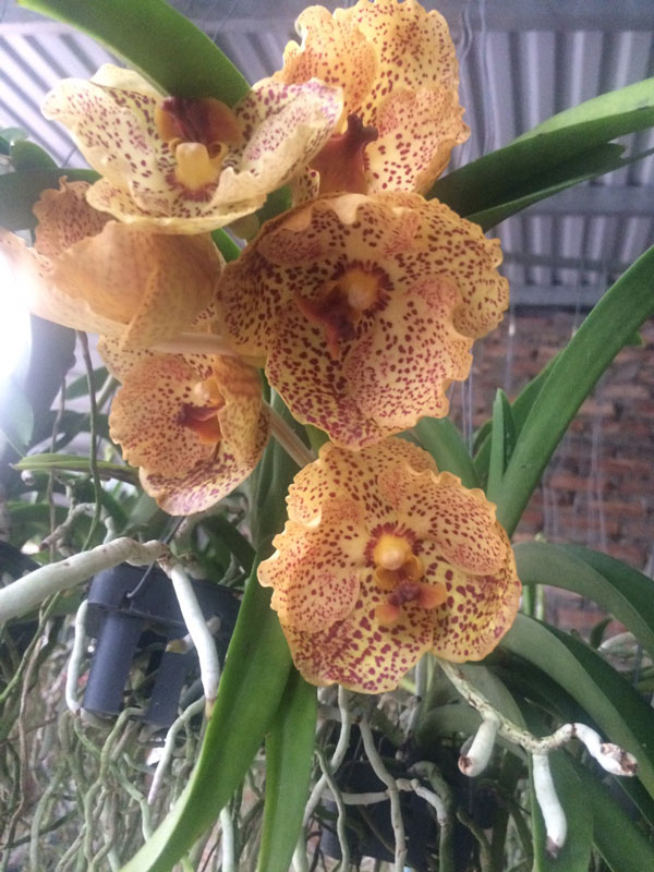 hải yến lai vanda 2