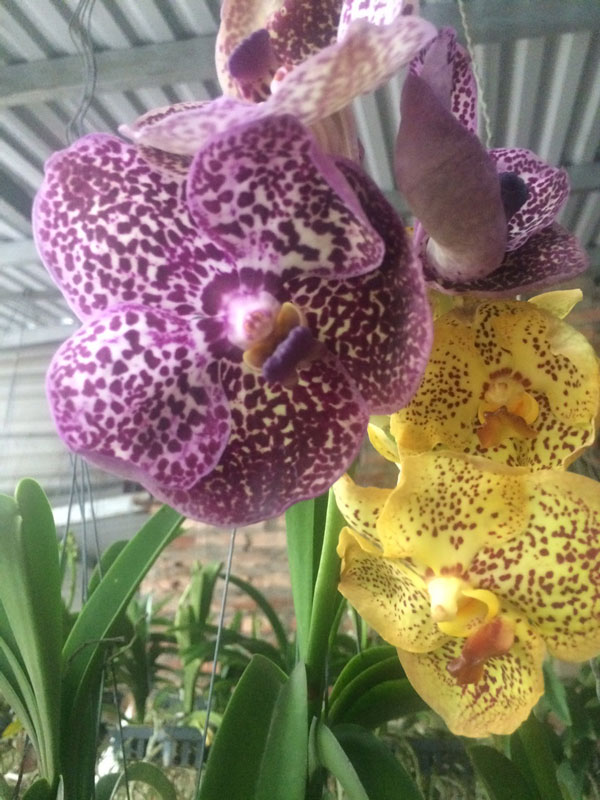 hải yến lai vanda 3