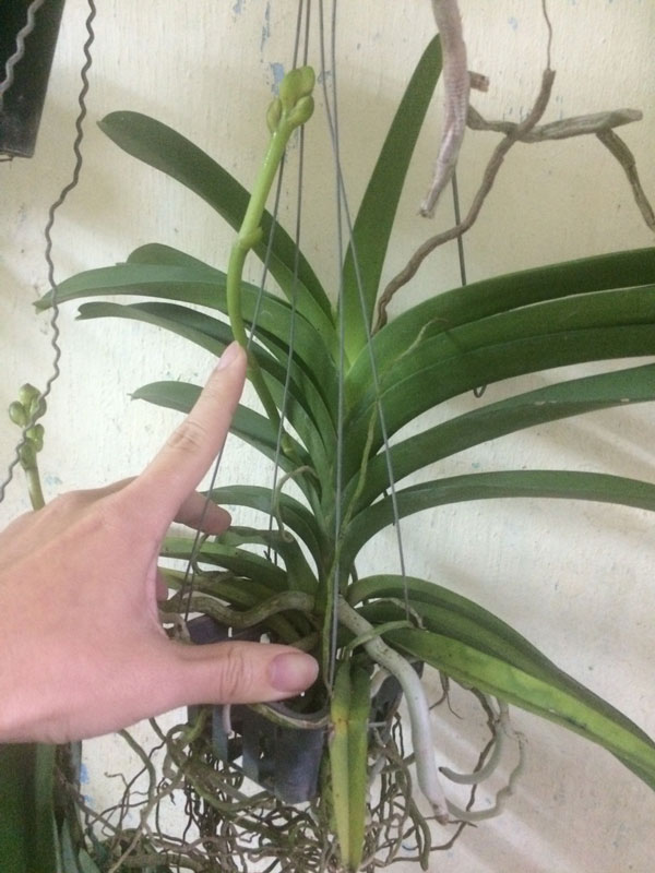 lan hải yến lai vanda 1