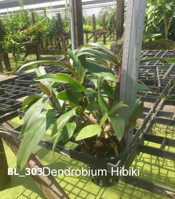 hoa lan dendro-hibjki 2