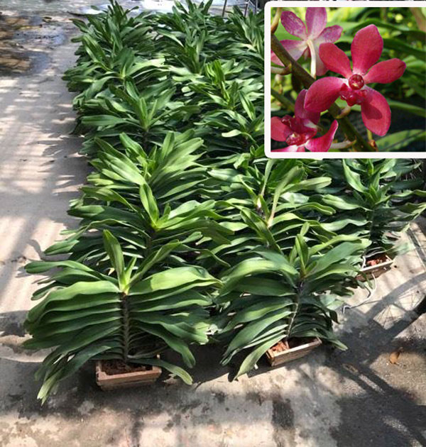 đai ch&acirc;u lai b&ograve; cạp 1