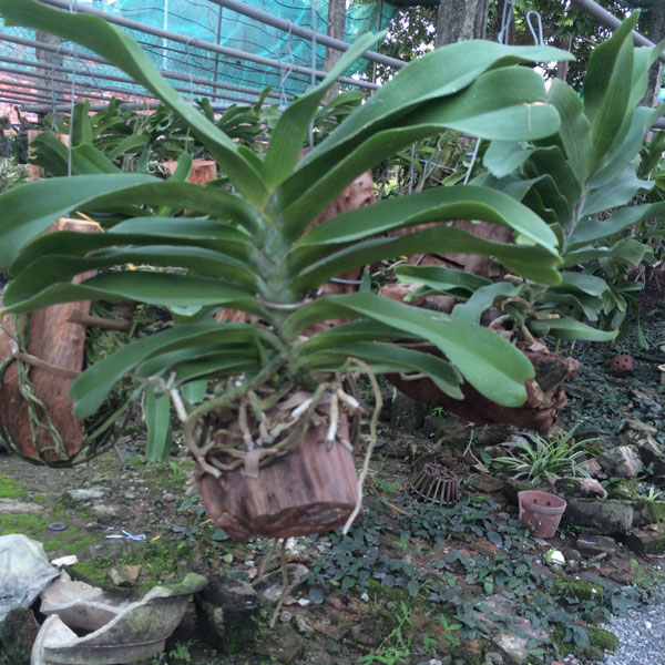 đai ch&acirc;u thuần 9 cặp l&aacute; 1