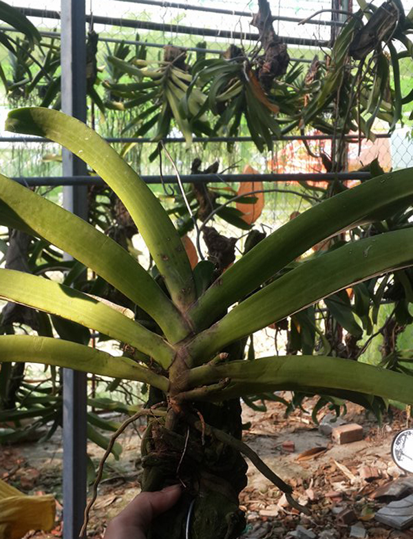 ngọc điểm th&aacute;i đỏ t&iacute;m 2