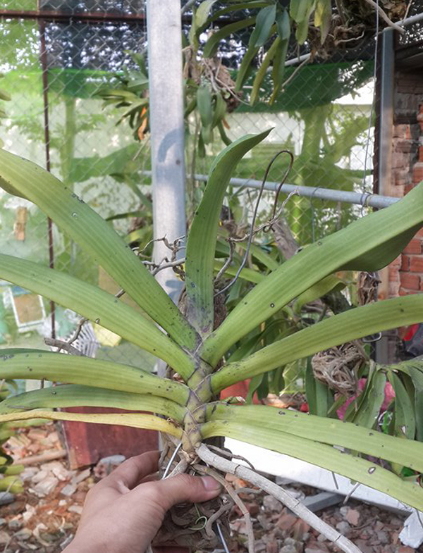 ngọc điểm th&aacute;i đỏ t&iacute;m 3