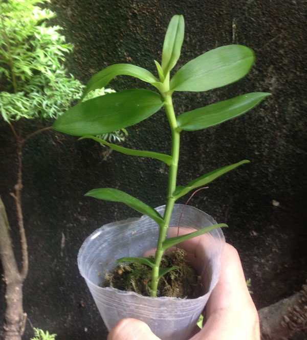 giả hạc hồng tuyền 1