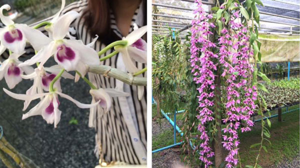 giả hạc blu lai hồng 1